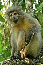 Sanje Mangabey Monkey (Cercocebus galeritus sanjei) adult male portrait. Mizimu area, Sonjo Valley, Udzungwa Mountains National Park, Tanzania. Endangered species