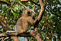 Sanje Mangabey Monkey (Cercocebus galeritus sanjei) adult male with teeth bared. Mizimu area, Sonjo Valley, Udzungwa Mountains National Park, Tanzania. Endangered species
