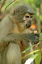 Sanje Mangabey Monkey (Cercocebus galeritus sanjei) feeding. Mizimu area, Sonjo Valley, Tanzania. Endangered species