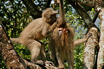Sanje Mangabey Monkey (Cercocebus galeritus sanjei) socially grooming. Mizimu area, Sonjo Valley, Udzungwa Mountains National Park, Tanzania. Endangered species