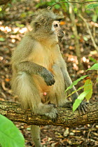 Sanje Mangabey Monkey (Cercocebus galeritus sanjei) sitting near forest floor. Mizimu area, Sonjo Valley, Udzungwa Mountains National Park, Tanzania. Endangered species