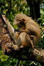 Sanje Mangabey Monkey (Cercocebus galeritus sanjei) sitting in branch. Mizimu area, Sonjo Valley, Udzungwa Mountains National Park, Tanzania. Endangered species
