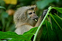 Sanje Mangabey Monkey (Cercocebus galeritus sanjei) selecting leaves to feed on. Mizimu area, Sonjo Valley, Udzungwa Mountains National Park, Tanzania. Endangered species