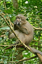 Sanje Mangabey Monkey (Cercocebus galeritus sanjei) sitting on branch feeding. Mizimu area, Sonjo Valley, Udzungwa Mountains National Park, Tanzania. Endangered species