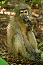 Sanje Mangabey Monkey (Cercocebus galeritus sanjei) sitting looking at camera. Mizimu area, Sonjo Valley, Udzungwa Mountains National Park, Tanzania. Endangered species