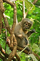 Sanje Mangabey Monkey (Cercocebus galeritus sanjei) juvenile feeding on vegetation. Mizimu area, Sonjo Valley, Udzungwa Mountains National Park, Tanzania. Endangered species