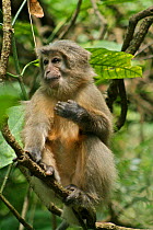 Sanje Mangabey Monkey (Cercocebus galeritus sanjei) juvenile. Mizimu area, Sonjo Valley, Udzungwa Mountains National Park, Tanzania. Endangered species
