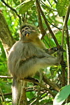 Sanje Mangabey Monkey (Cercocebus galeritus sanjei) juvenile feeding in canopy. Mizimu area, Sonjo Valley, Udzungwa Mountains National Park, Tanzania. Endangered species