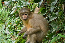 Sanje Mangabey Monkey (Cercocebus galeritus sanjei) juvenile. Mizimu area, Sonjo Valley, Udzungwa Mountains National Park, Tanzania. Endangered species