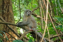 Sanje Mangabey Monkey (Cercocebus galeritus sanjei) pregnant adult female. Mizimu area, Sonjo Valley, Udzungwa Mountains National Park, Tanzania. Endangered species