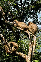 Sanje Mangabey Monkey (Cercocebus galeritus sanjei) resting and socially grooming in tree. Mizimu area, Sonjo Valley, Udzungwa Mountains National Park, Tanzania. Endangered species