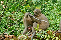 Sanje Mangabey Monkey (Cercocebus galeritus sanjei). adult female grooming tail of another female, with baby at her feet. Mizimu area, Sonjo Valley, Udzungwa Mountains National Park, Tanzania. Endange...