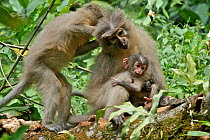 Sanje Mangabey Monkey (Cercocebus galeritus sanjei) mother and baby being groomed by group member. Mizimu area, Sonjo Valley, Udzungwa Mountains National Park, Tanzania. Endangered species