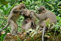 Sanje Mangabey Monkey (Cercocebus galeritus sanjei) mother and baby being groomed by group members. Mizimu area, Sonjo Valley, Udzungwa Mountains National Park, Tanzania. Endangered species