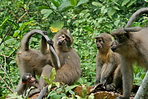 Sanje Mangabey Monkey (Cercocebus galeritus sanjei) mother and baby with group members. Mizimu area. Sonjo Valley, Udzungwa Mountains National Park, Tanzania. Endangered species