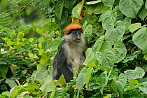 Udzungwa Red Colobus Monkey (Procolobus gordonorum) adult female among canopy leaves. Udzungwa Mountains National Park, Tanzania. Endangered species