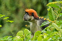 Udzungwa Red Colobus Monkey (Procolobus gordonorum) adult female among canopy leaves. Udzungwa Mountains National Park headquarters near Mang'ula, Tanzania. Endangered species