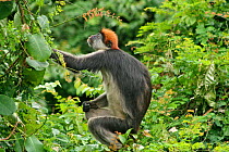 Udzungwa Red Colobus Monkey (Procolobus gordonorum) adult female among canopy leaves. Udzungwa Mountains National Park headquarters near Mang'ula, Tanzania. Endangered species