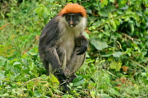 Udzungwa Red Colobus Monkey (Procolobus gordonorum) sub-adult male feeding. Udzungwa Mountains National Park headquarters near Mang'ula, Tanzania. Endangered species