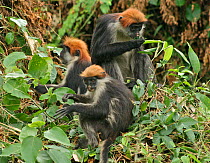 Udzungwa Red Colobus Monkey (Procolobus gordonorum) adult female (top) with two juveniles, feeding on leaves. Udzungwa Mts National Park, Tanzania headquarters near Mang'ula. Endangered species