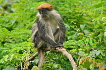 Udzungwa Red Colobus Monkey (Procolobus gordonorum) medium-sized juvenile female sitting in canopy. Udzungwa Mountains National Park, Tanzania. Endangered species