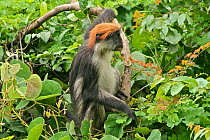 Udzungwa Red Colobus Monkey (Procolobus gordonorum) medium-sized juvenile female among canopy leaves. Udzungwa Mountains National Park, Tanzania. Endangered species