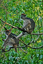 Two Uganda Red Colobus Monkeys (Procolobus rufomitratus tephrosceles) sitting in canopy. Kanyawara, Kibale National Park, Uganda.