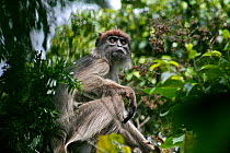 Uganda Red Colobus Monkey (Procolobus rufomitratus tephrosceles) adult female in canopy. Kanyawara, Kibale National Park, Uganda.