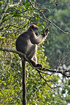 Uganda Red Colobus Monkey (Procolobus rufomitratus tephrosceles) adult male picking and eating leaves from canopy. Kanyawara, Kibale National Park, Uganda.