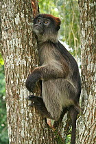 Uganda Red Colobus Monkey (Procolobus rufomitratus tephrosceles) resting between trees. Kanyawara, Kibale National Park, Uganda.