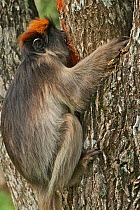 Uganda Red Colobus Monkey (Procolobus rufomitratus tephrosceles) medium sized juvenile eating bark of bottle brush (Callistemon citrinus). Kanyawara, Kibale National Park, Uganda.
