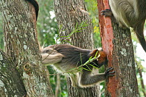 Uganda Red Colobus Monkey (Procolobus rufomitratus tephrosceles) medium sized juvenile stripping and feeding on bark of bottle brush (Callistemon citrinus). Kanyawara, Kibale National Park, Uganda.