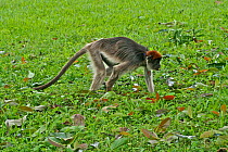 Uganda Red Colobus Monkey (Procolobus rufomitratus tephrosceles) old adult female on ground. Kanyawara, Kibale National Park, Uganda.