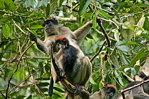 Uganda Red Colobus Monkey (Procolobus rufomitratus tephrosceles) mother and baby with troupe in background. Kanyawara, Kibale National Park, Uganda.