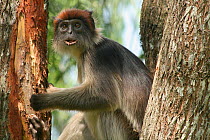 Uganda Red Colobus Monkey (Procolobus rufomitratus tephrosceles) by stripped tree bark she is feeding on. Kanyawara, Kibale National Park, Uganda.