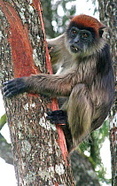 Adult female Uganda Red Colobus Monkey (Procolobus rufomitratus tephrosceles) on a trunk she is stripping of bark to feed on. Kanyawara, Kibale National Park, Uganda.