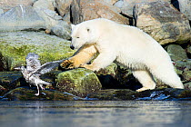 Polar bear (Ursus maritimus) playing with an injured Glaucous gull (Larus hyperboreus) Spitsbergen, Svalbard, Norway, August