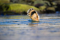 Polar bear (Ursus maritimus) foot sticking out of water while diving for food, Spitsbergen, Svalbard, Norway, August
