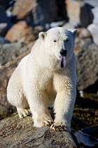 Polar bear (Ursus maritimus) sitting with dark blue tongue showing, Spitsbergen, Svalbard, Norway, August