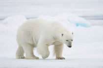 Polar bear (Ursus maritimus) crossing the sea ice of the Arctic, Spitsbergen, Svalbard, Norway, August