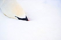 Mute swan (Cygnus olor) resting, Estonia, February