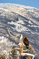 Golden eagle (Aquila chrysaetos) perched on a dead pine tree, Southern Norway, December