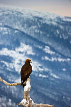 Golden eagle (Aquila chrysaetos) perched on dead pine tree, Southern Norway, December