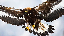Golden eagle (Aquila chrysaetos) landing, Southern Norway, December