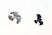 Northern Goshawk (Accipiter gentilis) chasing a Hooded crow (Corvus cornix) Southern Norway, December
