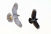 Northern goshawk (Accipiter gentilis) chasing a Hooded crow (Corvus cornix) Southern Norway, December