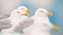 Four Glaucous gulls (Larus hyperboreus) Spitsbergen, Svalbard, Norway, August