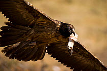 Juvenile Bearded vulture  (Gypaetus barbatus) flying away with a sheep&#39;s leg, Northern Spain, February