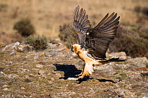 Bearded vulture (Gypaetus barbatus) landing on the rocks, Pre-Pyrenees, Northern Spain, February
