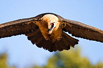 Bearded vulture (Gypaetus barbatus) looking own while in flight, Pre-Pyrenees, Northern Spain, February